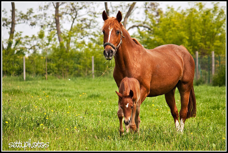 Mare and Foal in Field