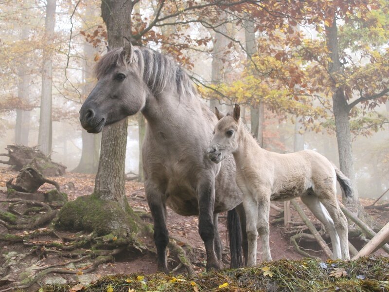 Mare and Foal in Forest