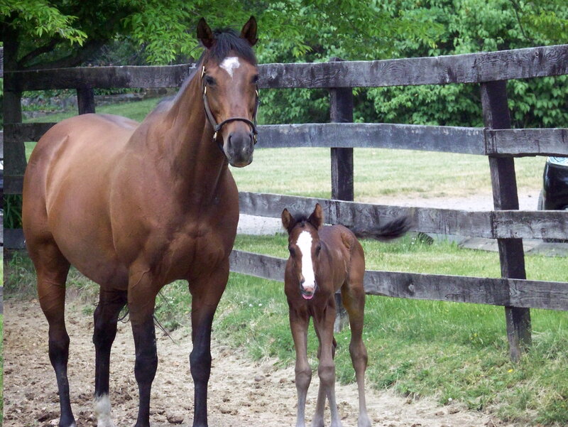 mare and foal in paddock