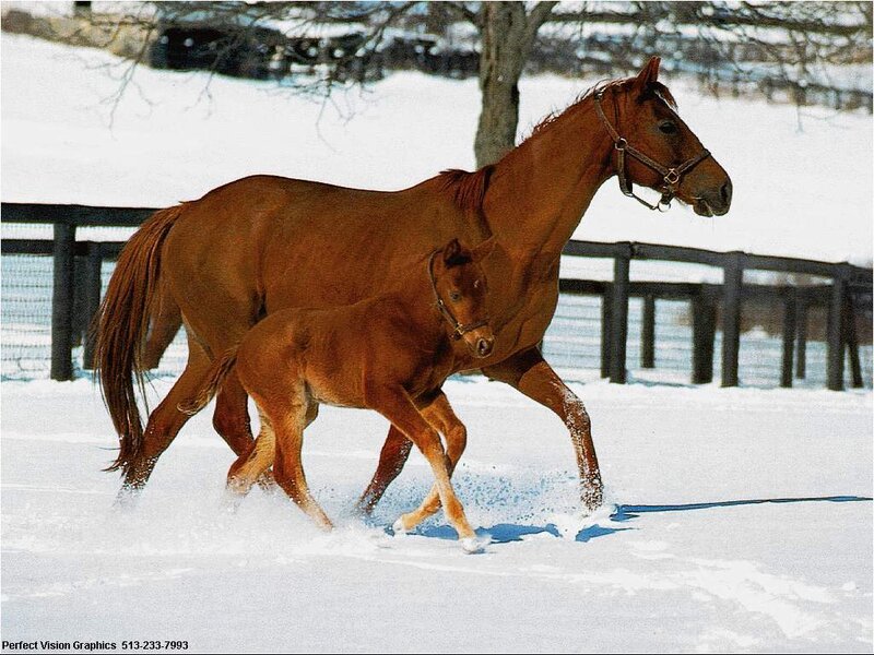 Mare and Foal in Snow