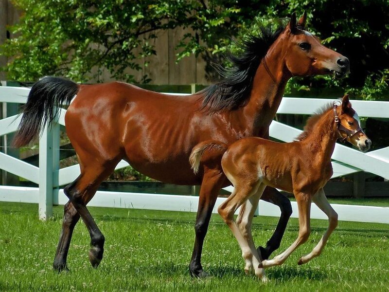 mare and foal running
