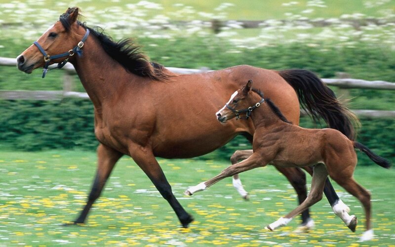 Mare and Foal Running — Brown, Active, Afternoon, Photograph, Grass Field