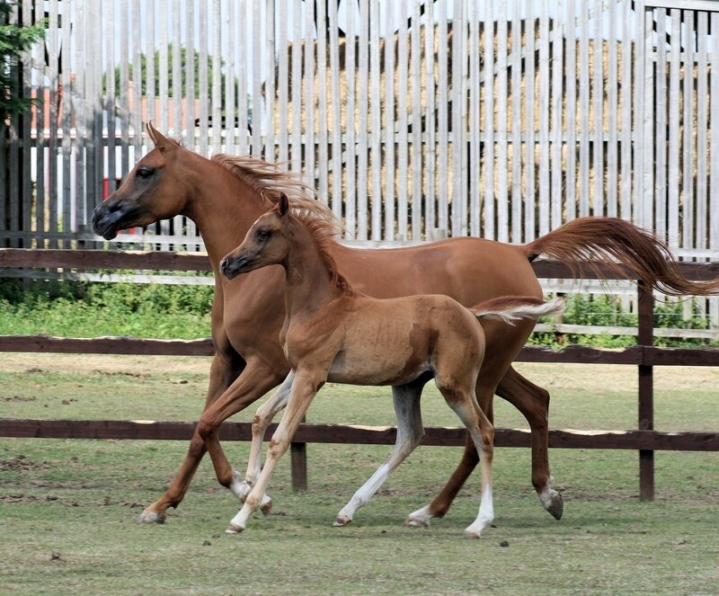 Mare and Foal Running — Brown, Active, Afternoon, Photograph