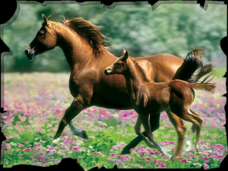 Mare and Foal Running — Brown, Active, Afternoon