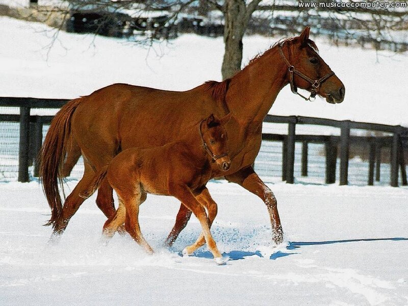 Mare and Foal Running — Brown, Active