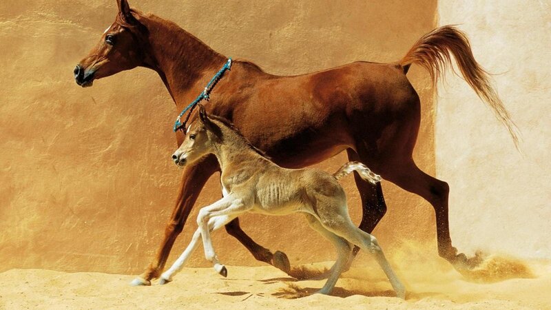 Mare and Foal Running — Brown, Dynamic, Afternoon