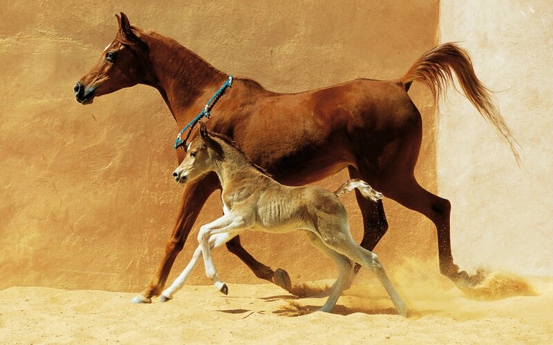 Mare and Foal Running — Brown, Dynamic
