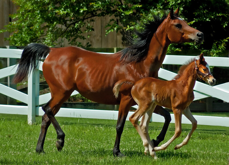 Mare and Foal Running — Brown