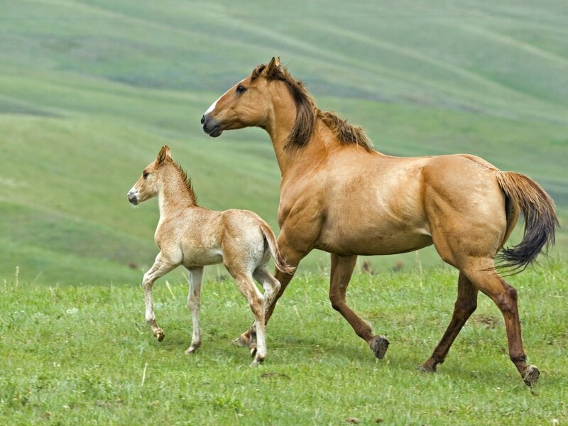 Mare and Foal Running — Green, Active