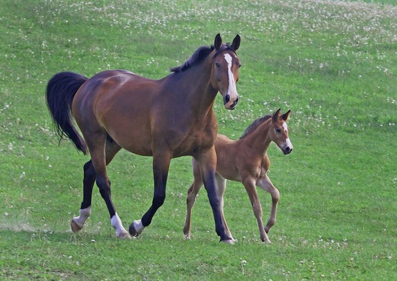 Mare and Foal Running — Green, Calm