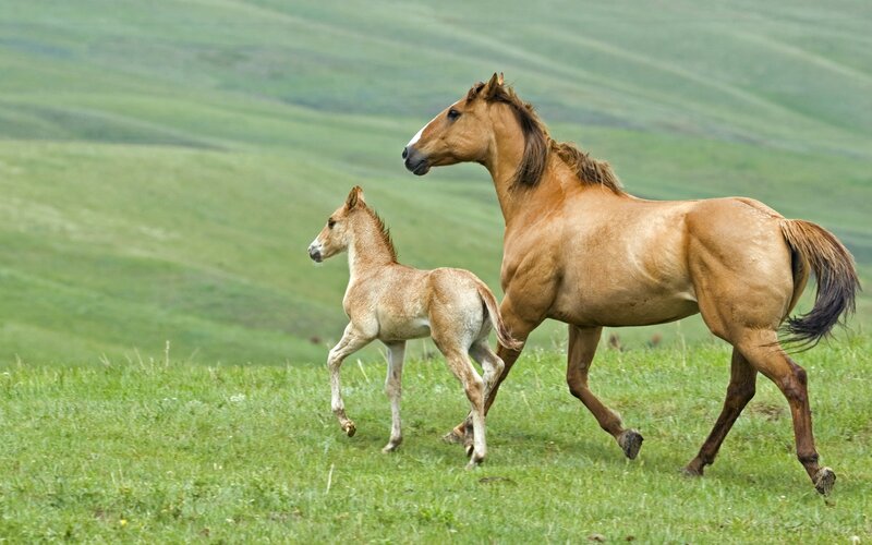 Mare and Foal Running — Green, Serene