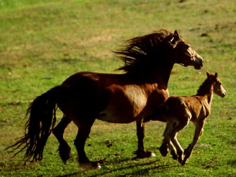 Mare and Foal Running — Green
