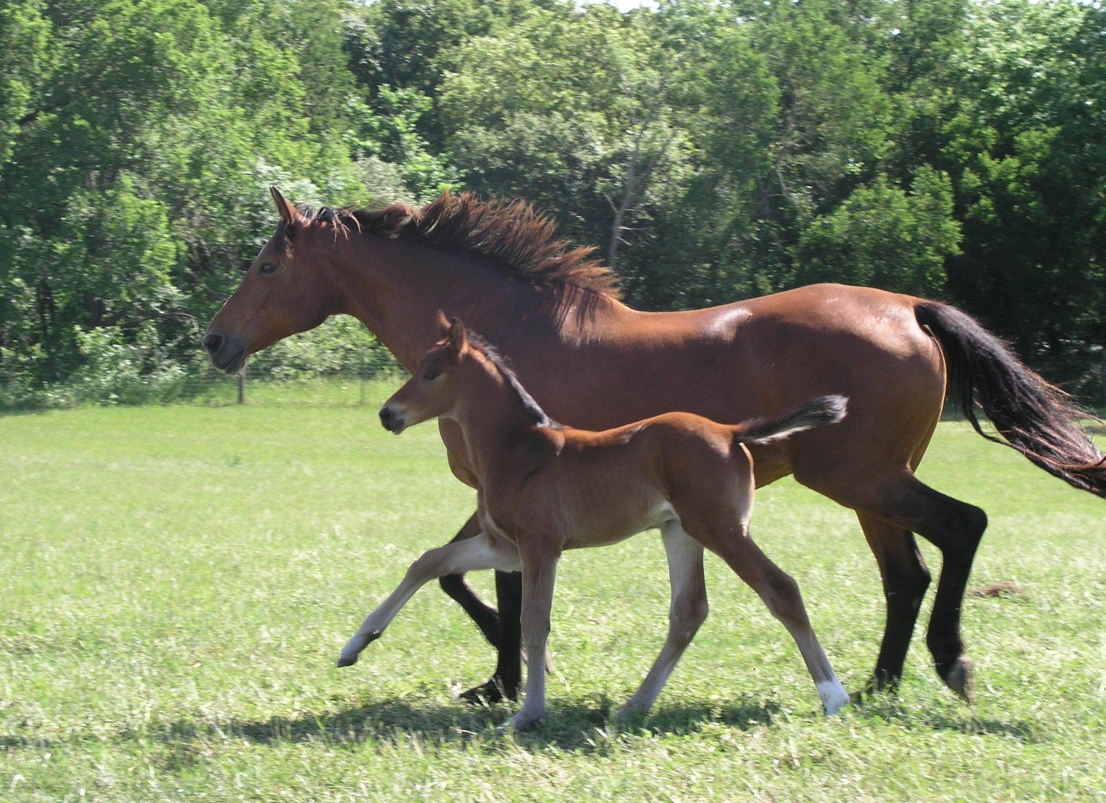 mare and foal running in field