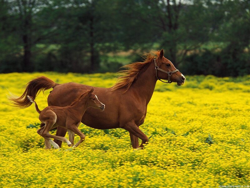 Mare and Foal Running — Yellow, Active, Afternoon, Photograph