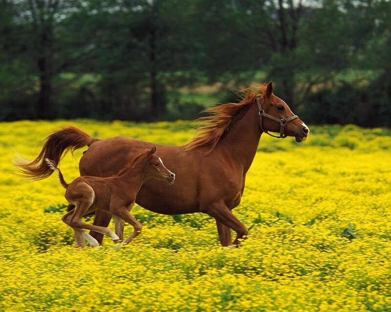 Mare and Foal Running — Yellow, Active, Afternoon