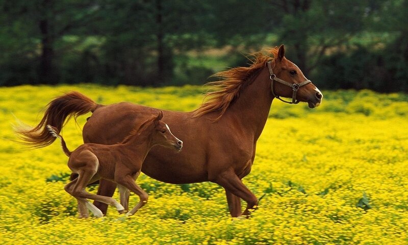 Mare and Foal Running — Yellow, Active, Summer, Photograph