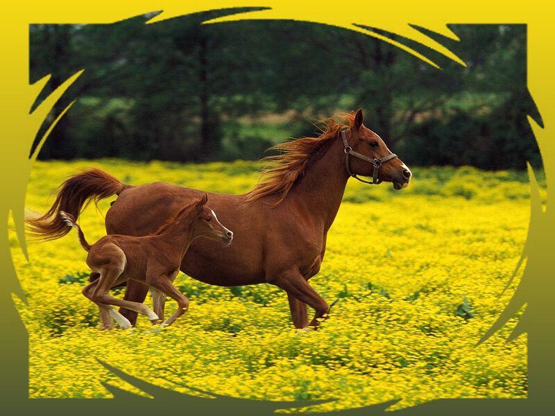 Mare and Foal Running — Yellow, Active