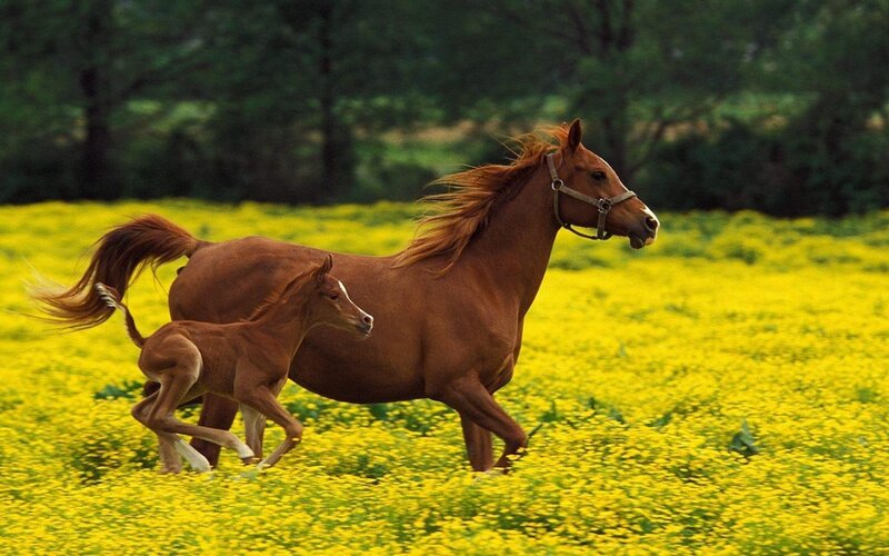 Mare and Foal Running — Yellow, Dynamic
