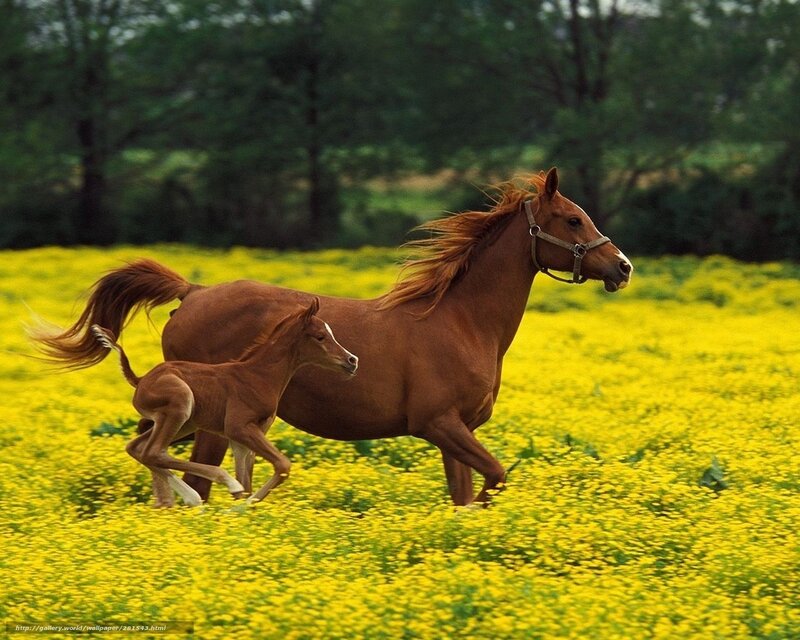 Mare and Foal Running — Yellow, Serene