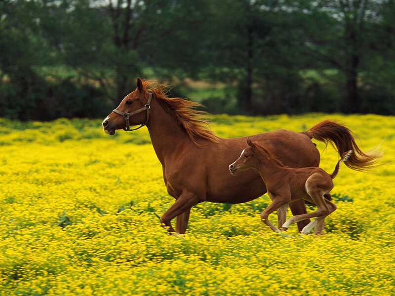Mare and Foal Running — Yellow