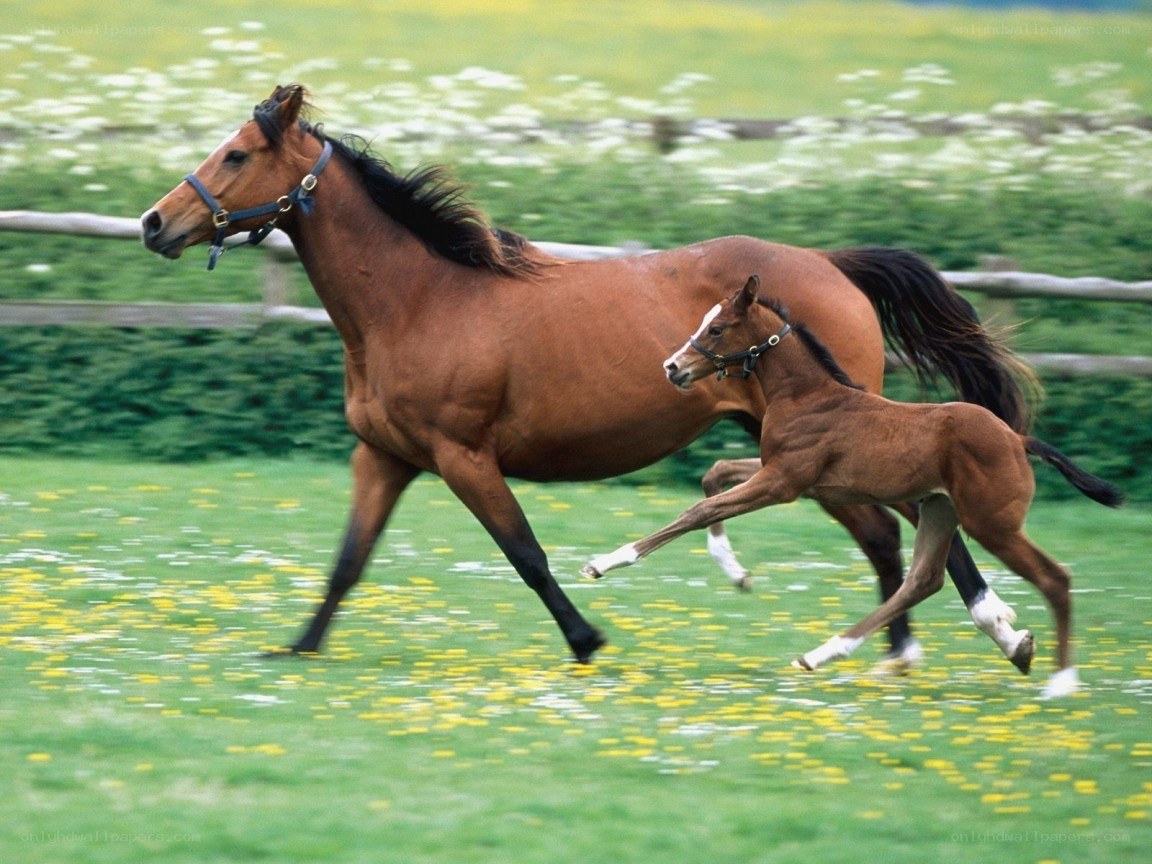 mare and foal running