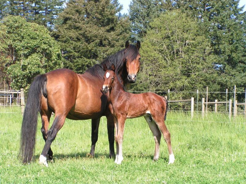 Mare and Foal