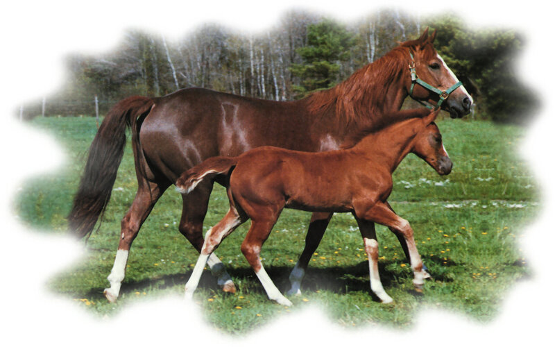 Mare and Foal Walking