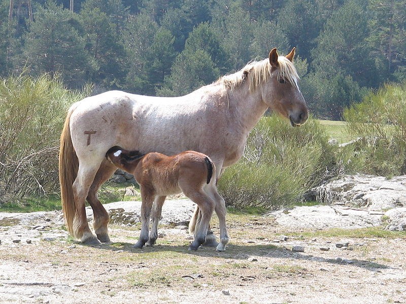 mare nursing foal in forest