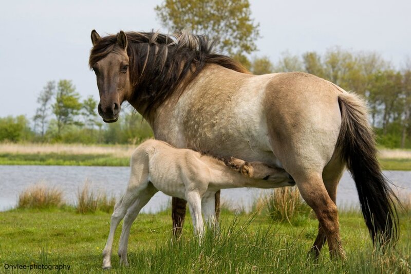 Mare Nursing Foal