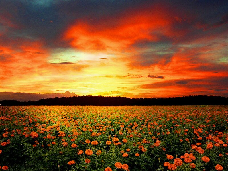 Marigold Field at Sunset