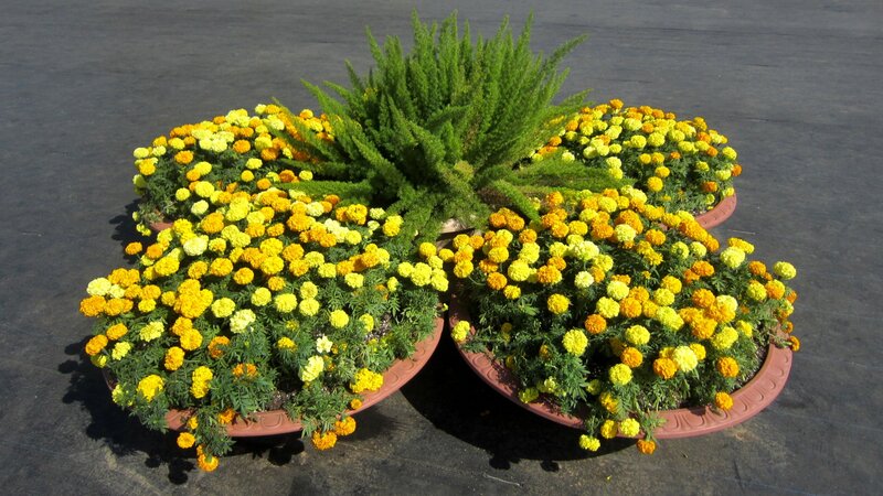 Marigold Flower Arrangement
