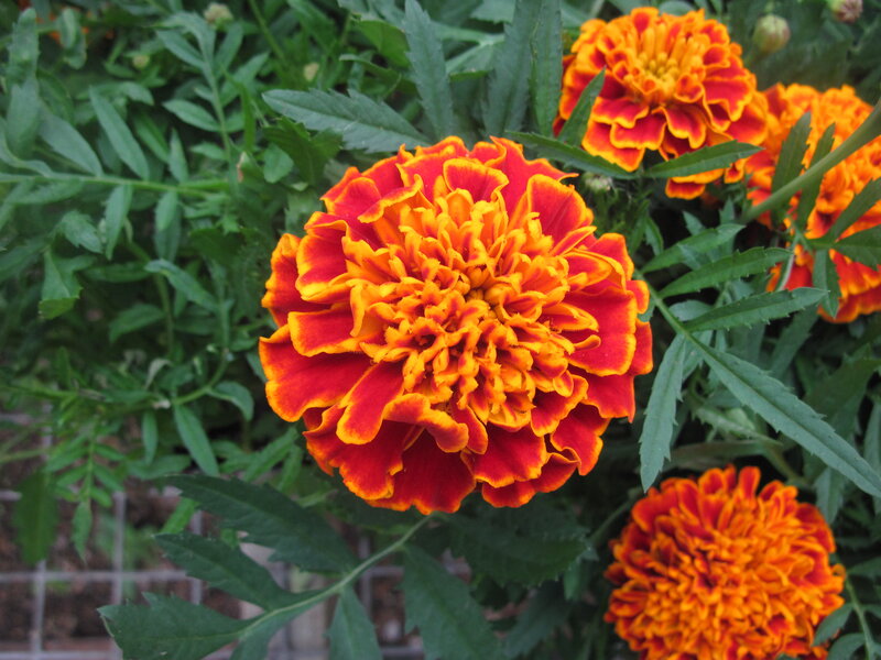 Marigold Flower Bloom — Red