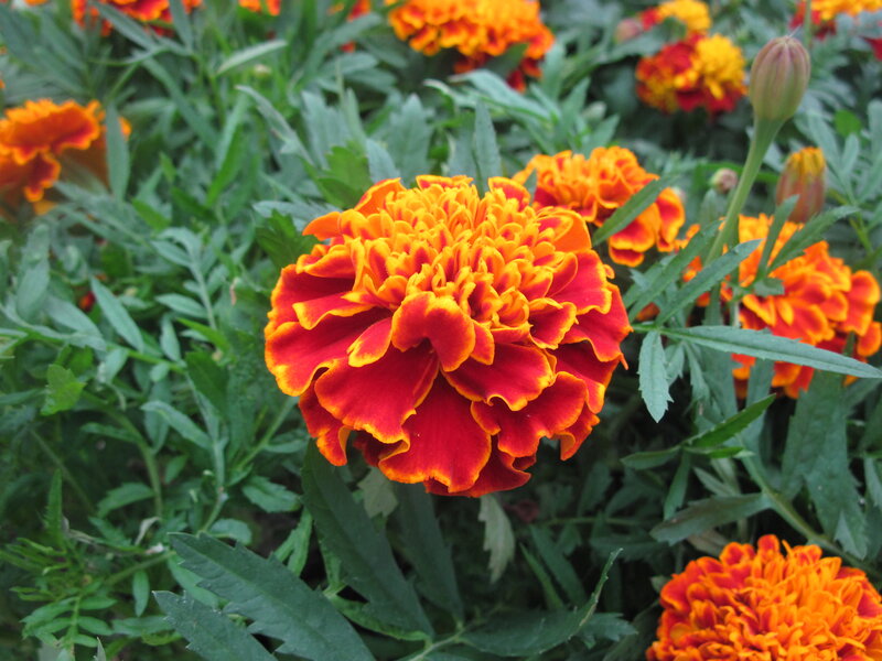 Marigold Flower Bloom — Red, Vibrant