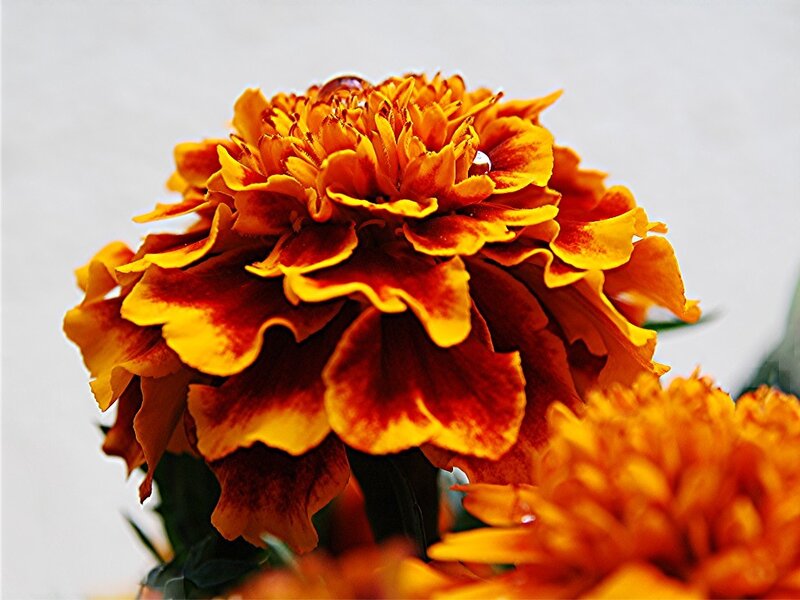 Marigold Flower Bloom