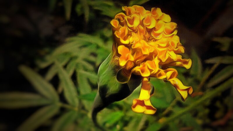 Marigold Flower Bloom — Yellow