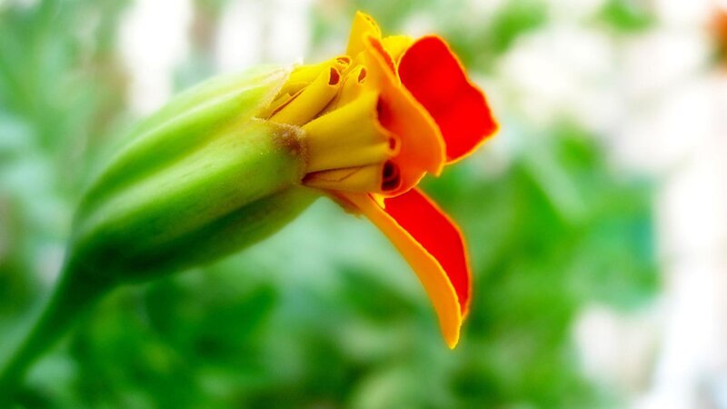Marigold Flower Bud — Yellow, Serene