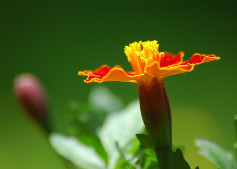 Marigold flower in bloom