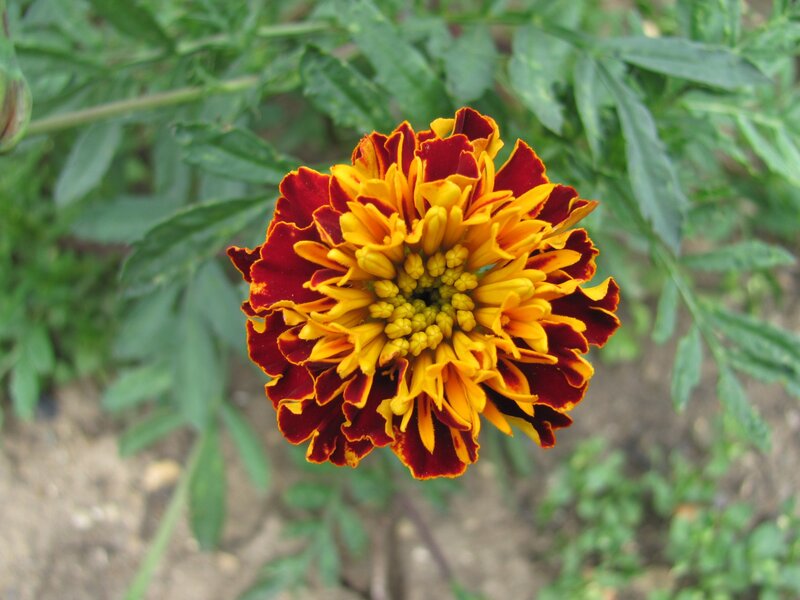 marigold flower in bloom
