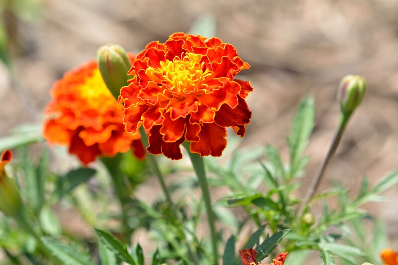 Marigold Flower in Bloom — Orange