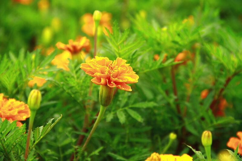 Marigold Flower in Bloom — Yellow