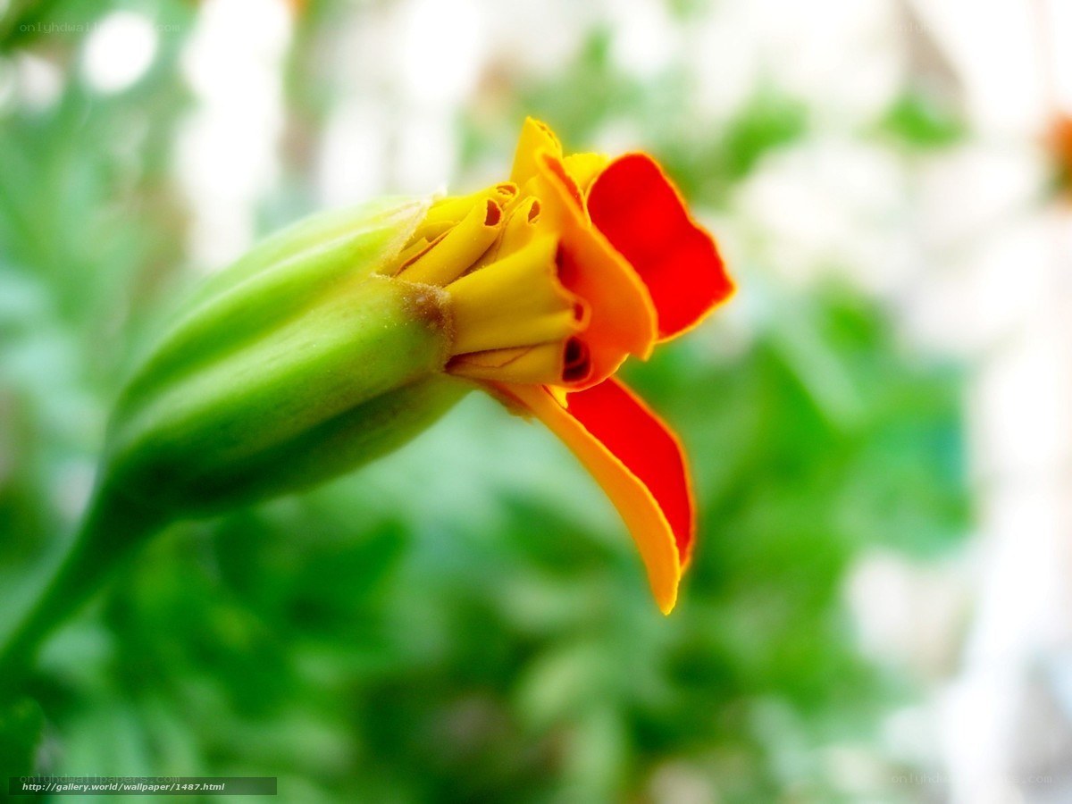Marigold flower in bloom