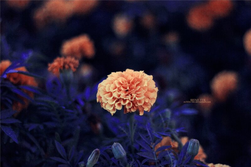 Marigold Flower in Focus