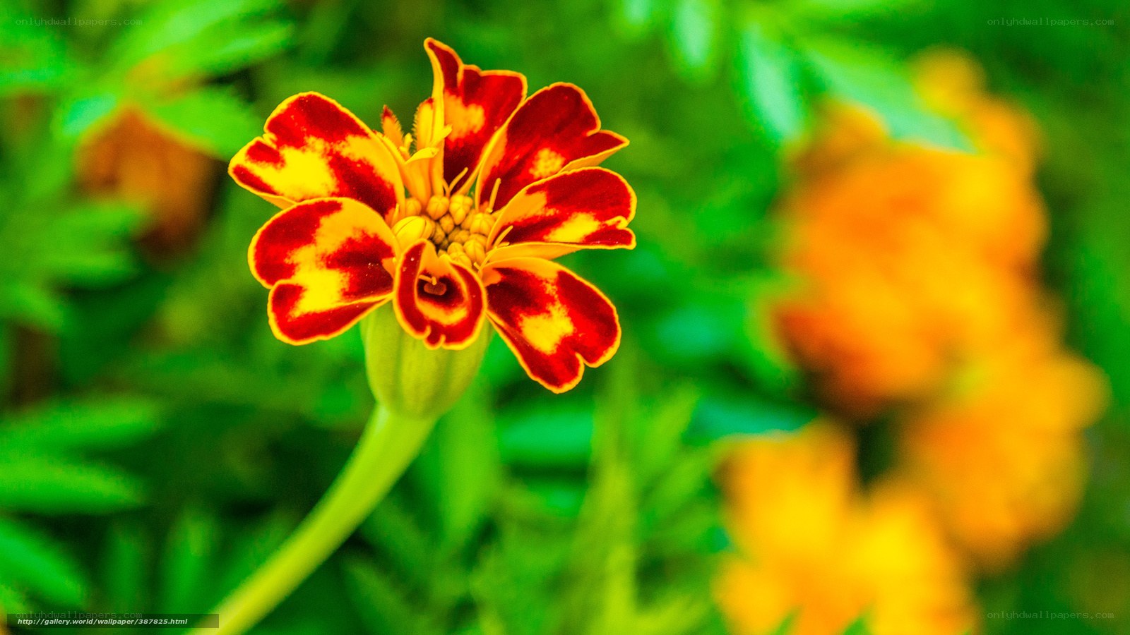 Marigold flower in garden