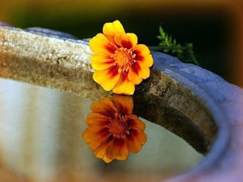 Marigold Flower on Stone
