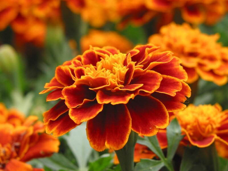 Marigold Flower — Orange