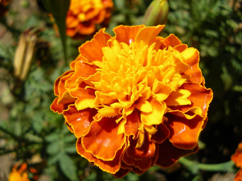 Marigold Flower — Orange, Vibrant
