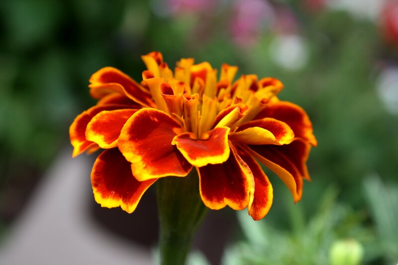 Marigold Flower — Red, Calm