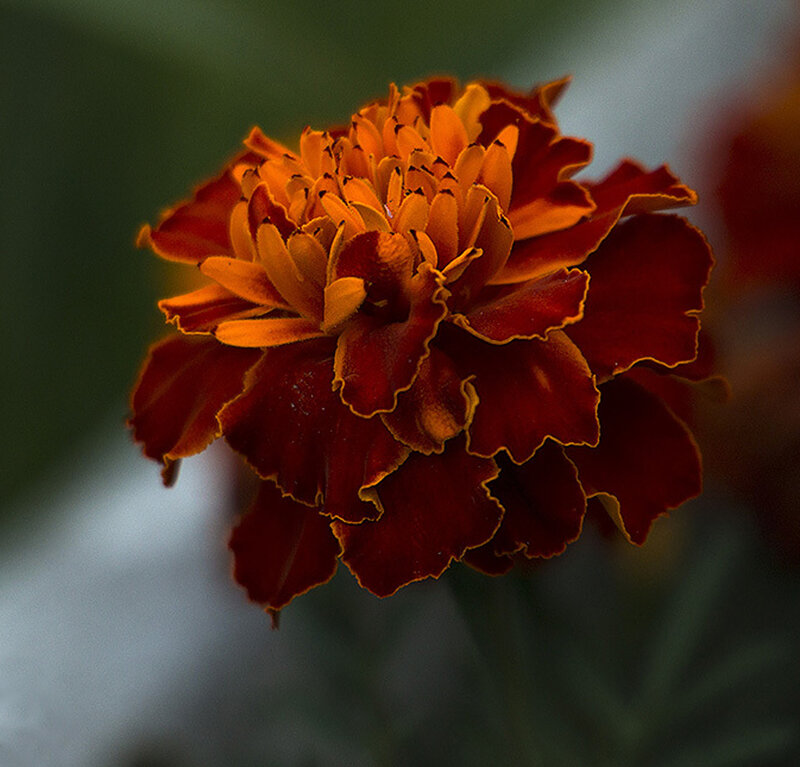 Marigold Flower — Red, Dramatic