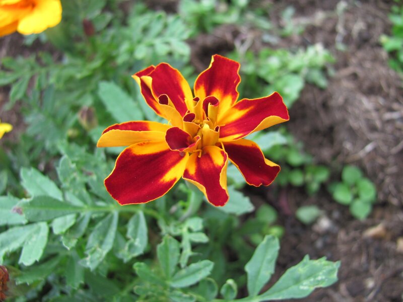 Marigold Flower — Red, Natural, Afternoon, Photograph, Green Leaves