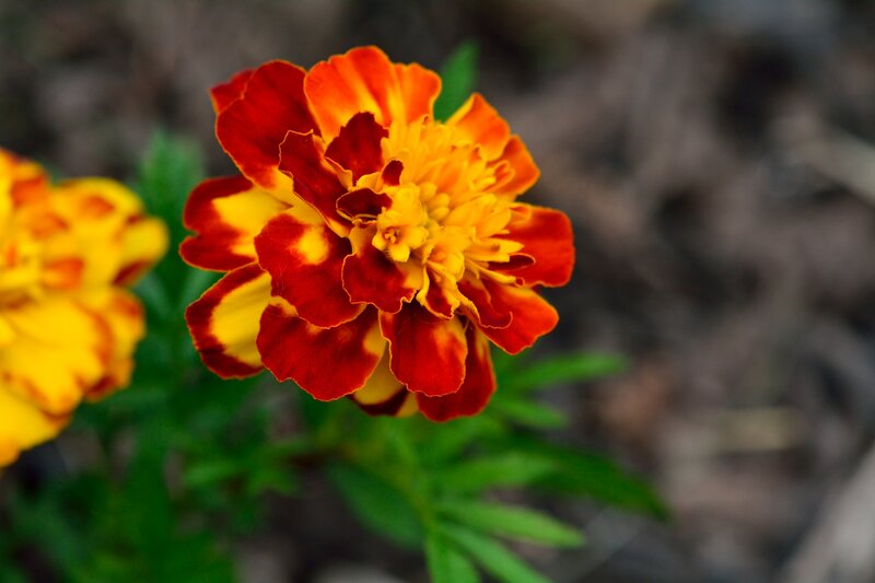 Marigold Flower — Red, Natural, Afternoon